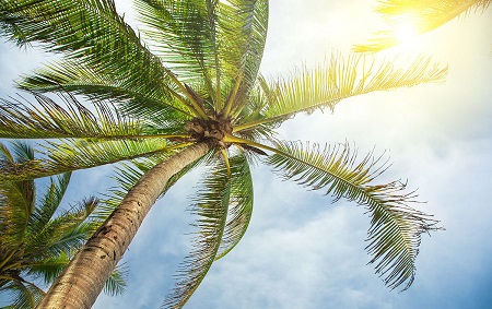 棕榈树和椰子树的区别是什么