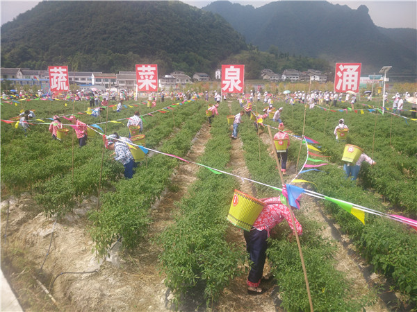 绥阳县风华镇金承村千亩辣椒新品种新技术新材料展示基地,总面积1000