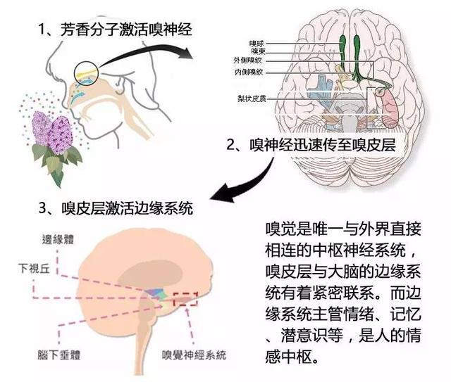 芳香分子通过吸嗅进入鼻腔,鼻腔内的嗅觉受体就被激活,通过嗅神经网络