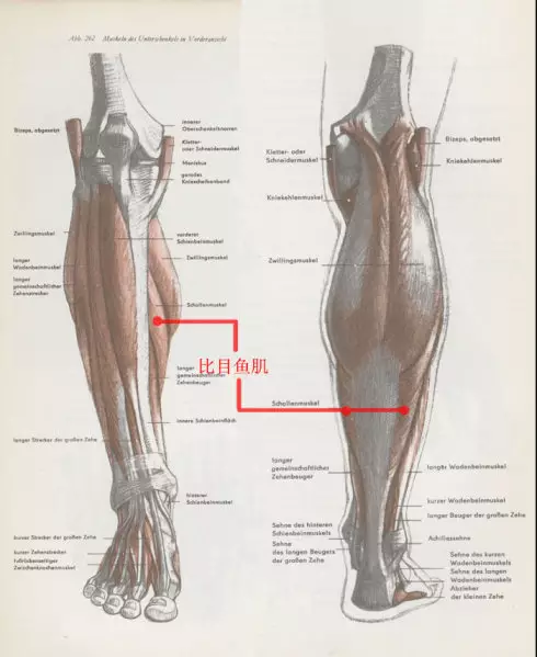 人体下肢结构解析