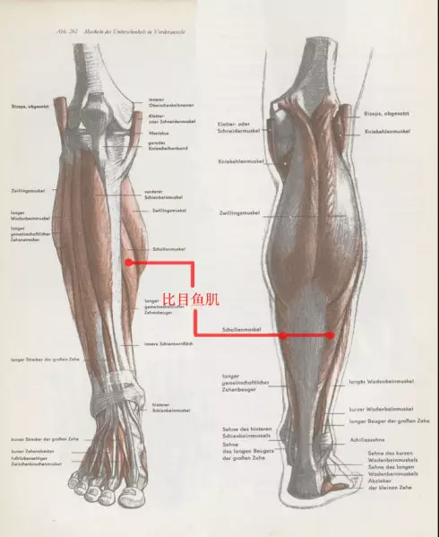 结构要点: 比目鱼肌由其形状得名,它在腓骨,胫骨后,横插在腓肠肌之下