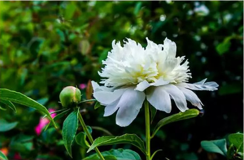 白芍药小百科