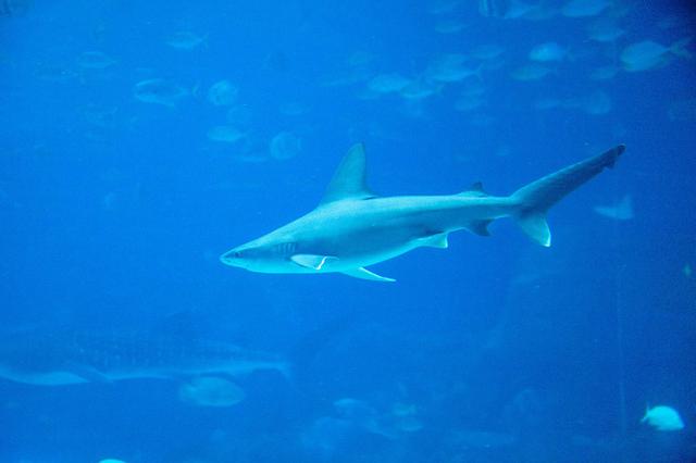 6米的玻璃水族箱跃于眼前,除了有世界至大的鱼类之一的鲸鲨,更有直径4