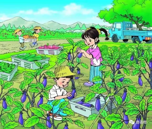 奇荟吃迷你主题菜园,带着您陪孩子一起追求健康有机生活,探索植物生长