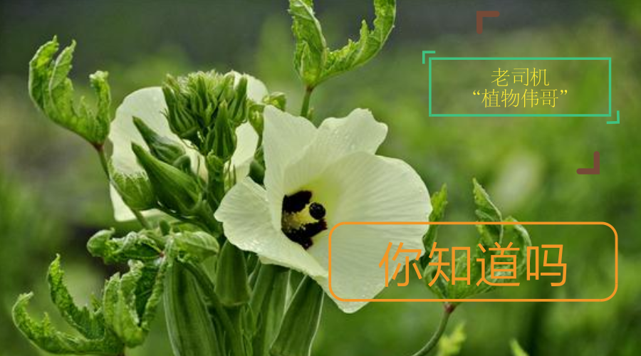 老司机,你对"植物伟哥",你了解多少?