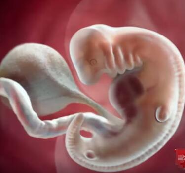 孕1周到40周胎儿发育全过程3d呈现,生命太神奇!