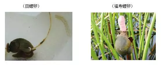 (2)建议 田螺养殖户:福寿螺事件的持续发酵势必会对同品类水产品田螺