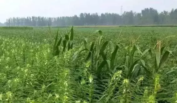 河南的超级美味-芝麻叶!快去掐再不掐就长老了!