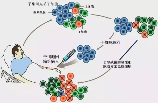 美国科学家震惊的发现:注射干细胞可延长寿命3倍