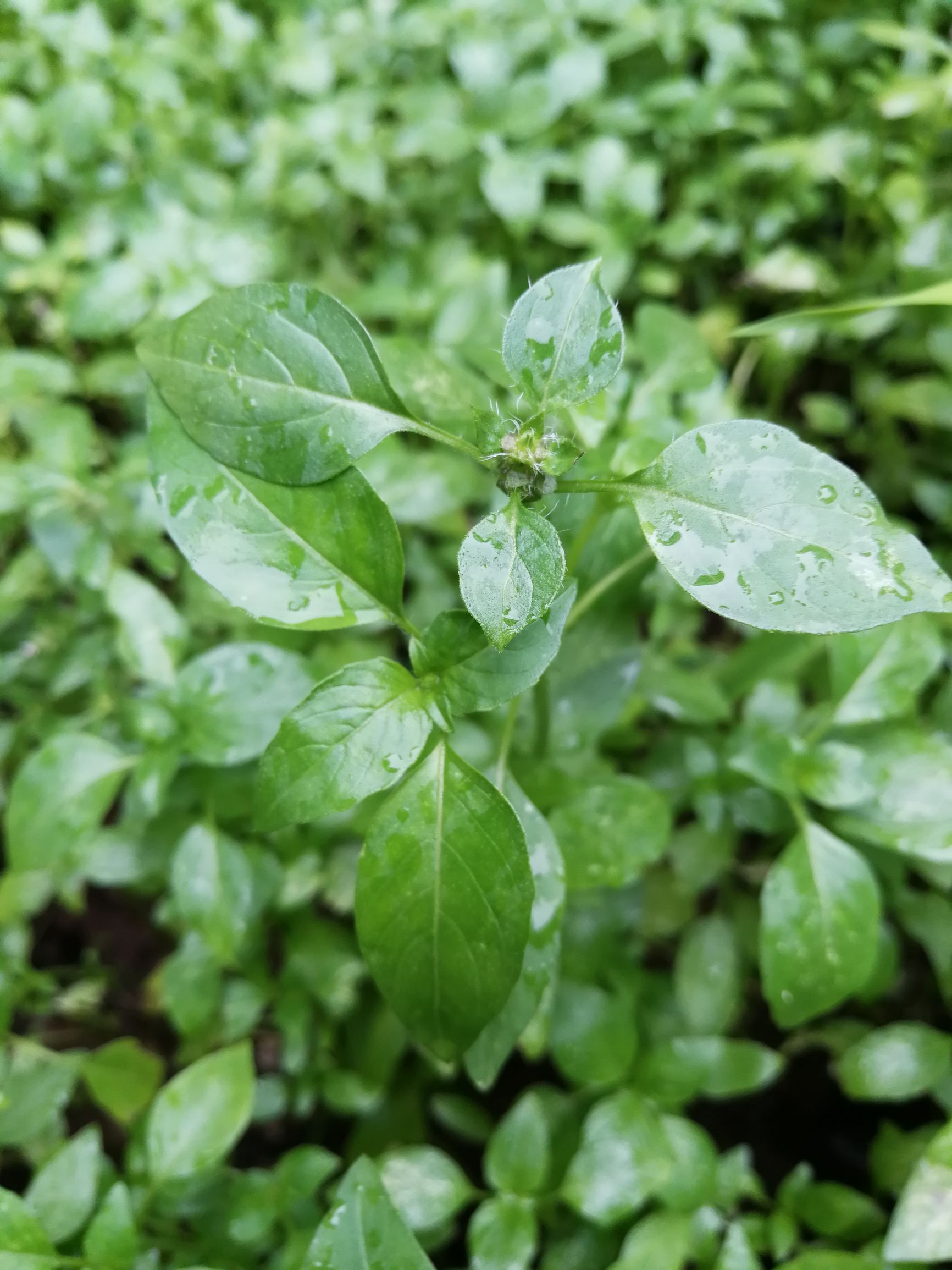 掐荆芥简谱_荆芥