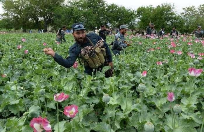 阿富汗罂粟种植 全球八成鸦片来自这里