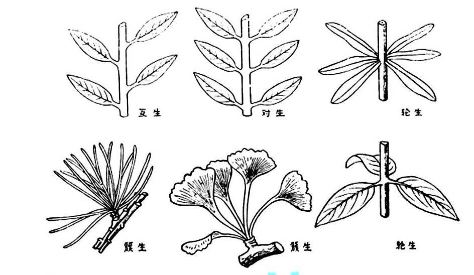 如果从植物学中分辨,桃蛋和桃美人的叶序是不同的,也就是叶片生