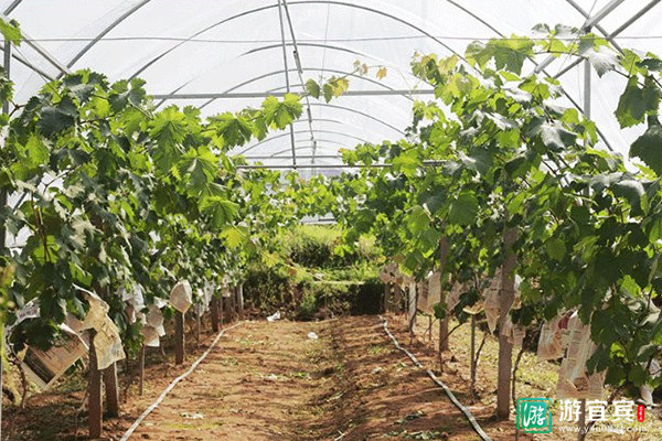 生机盎然的葡萄种植大棚