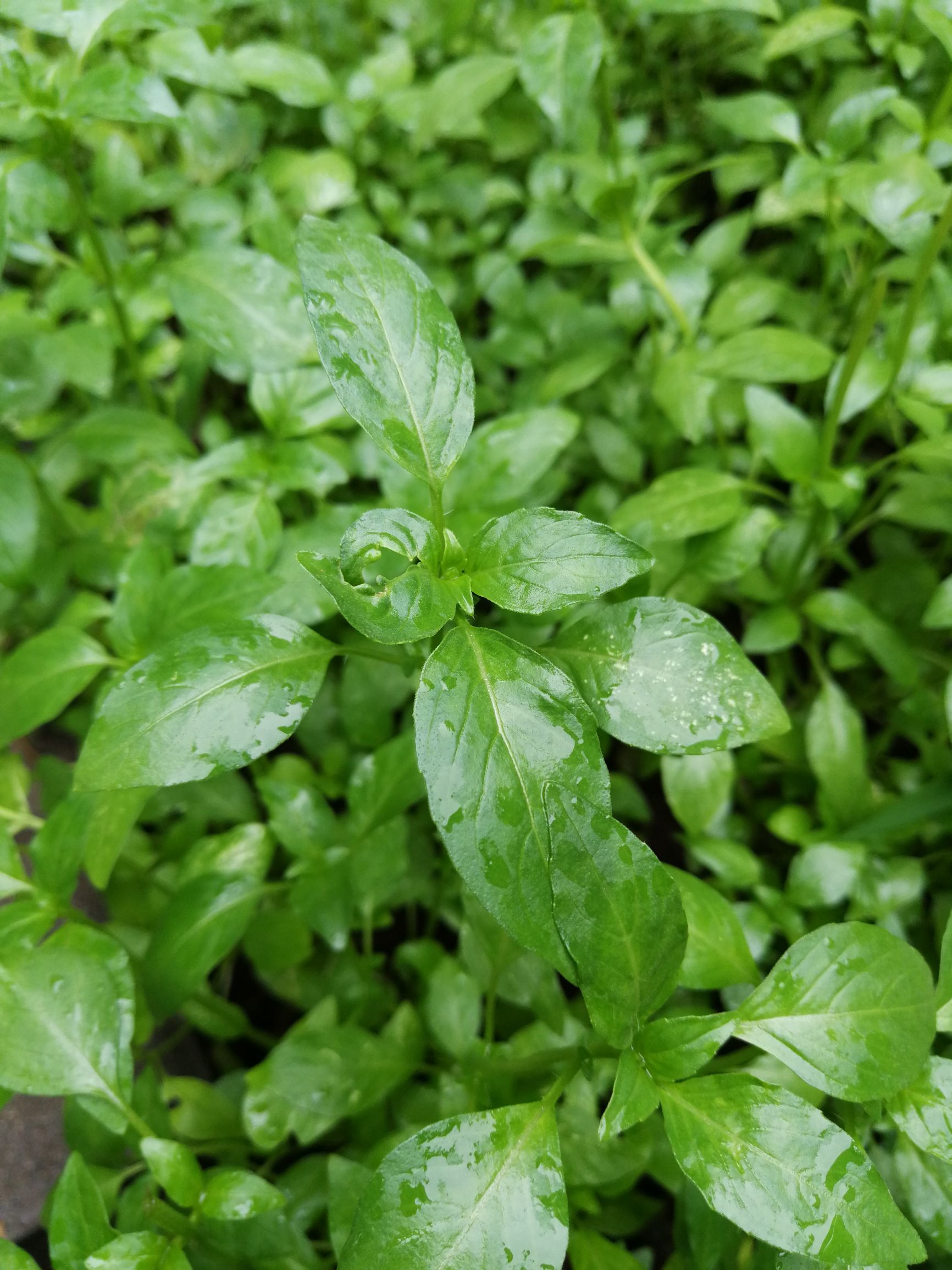 掐荆芥简谱_荆芥