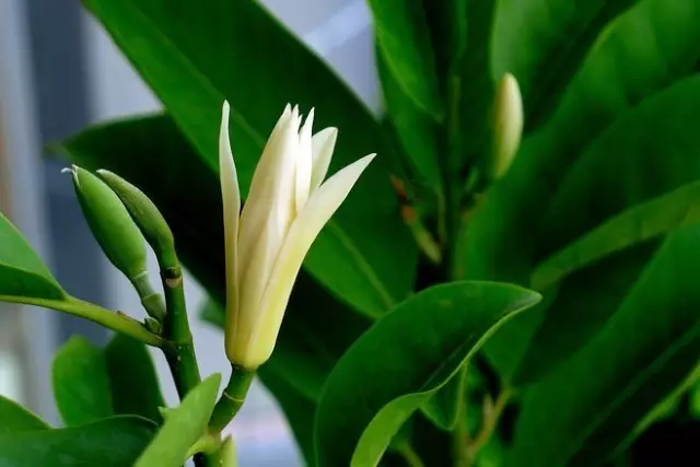 白兰花白玉兰和白兰花都是非常著名的观景绿化植物,现世界各地均已