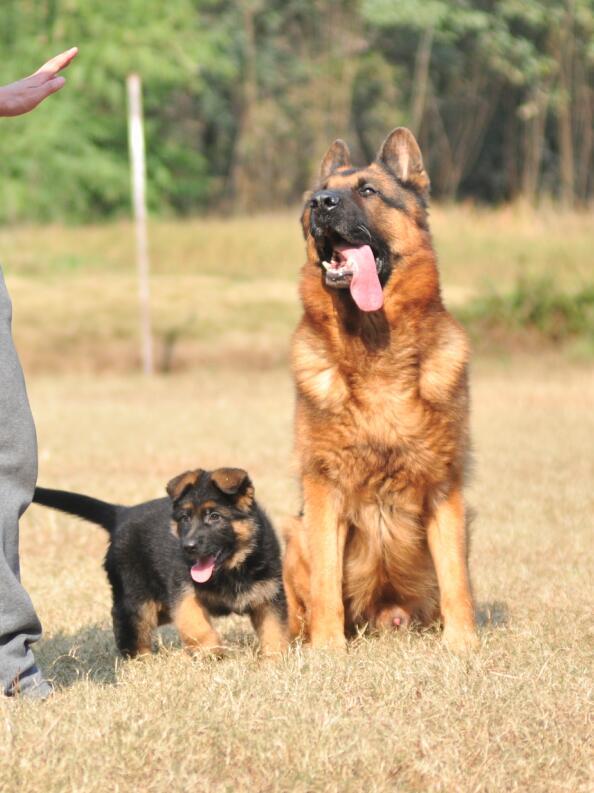 纯种狼犬价格德国牧羊犬小狗值多少钱一只