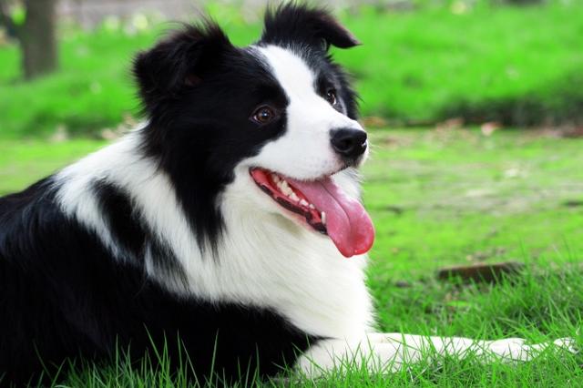 被当成牧羊犬已有多年的历史,在世界犬种智商排行名