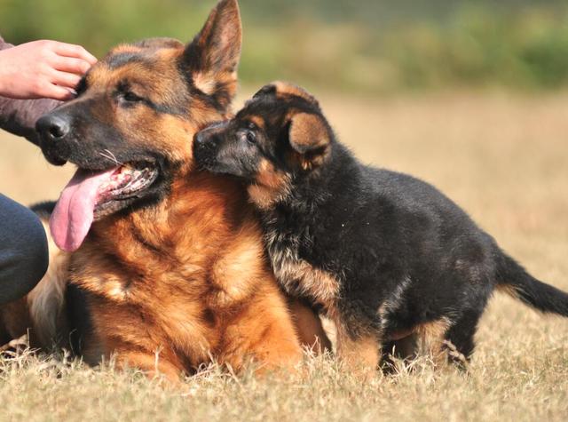 纯种狼犬价格,德国牧羊犬小狗值多少钱一只