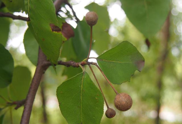 豆梨:两房四籽圆溜溜