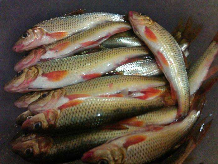 钓鱼人心中最好吃的红尾巴到底是什么鱼