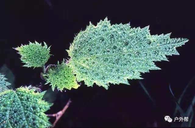 有毒勿近 户外活动预防山野间的有毒生物!