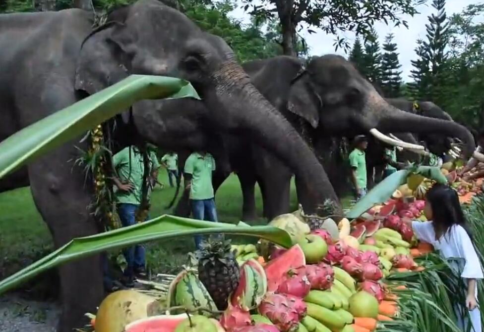 庆生现场18头大象聚餐,狂吃3吨水果,游客不时上前给大象喂水果,刚满2