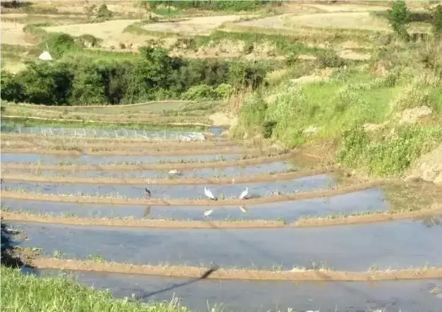 秦岭有机富硒大米之乡寨沟(田埂弯弯,秧苗青青)