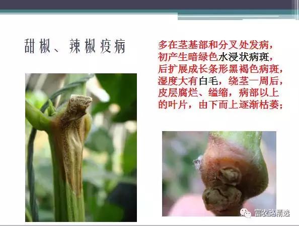 高温,高湿的8月,注意防治蔬菜疫病