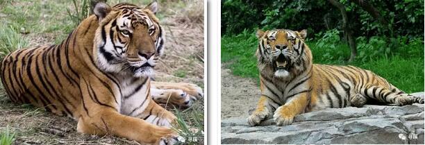 华南虎:所有老虎的始祖,仅剩下80只近亲