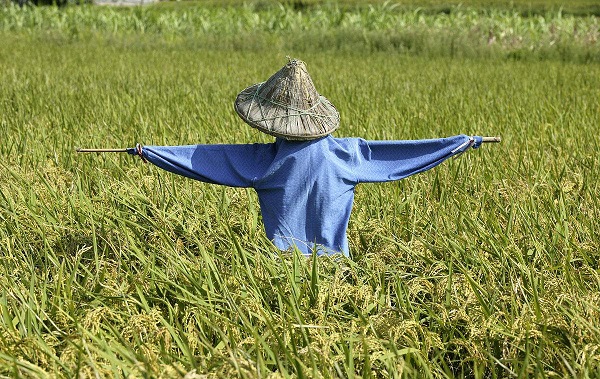 稻谷要熟了!8月27日带娃去割稻谷打谷子扎稻草人