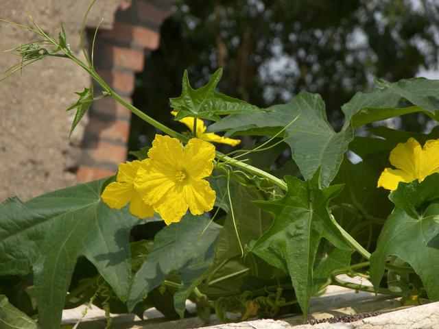 8月金牌蔬菜,无处不是宝!