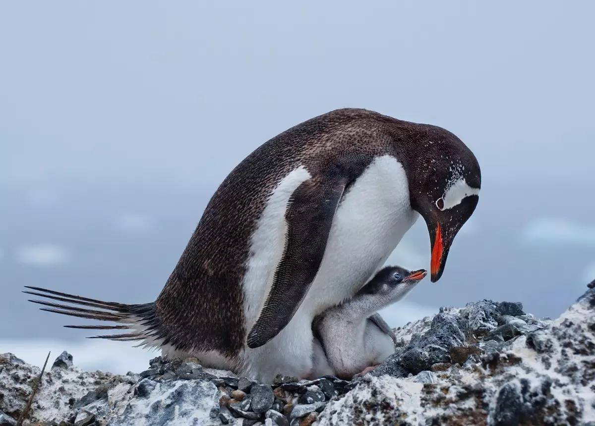 巴布亚企鹅 gentoo penguin  deborah albert
