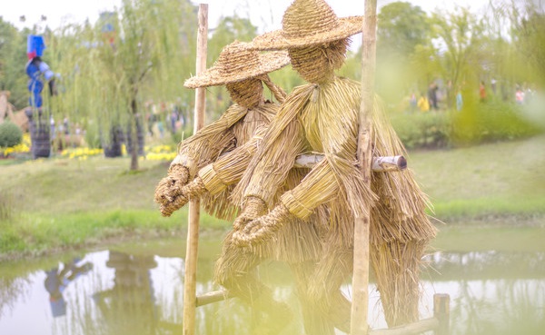 稻谷要熟了!8月27日带娃去割稻谷打谷子扎稻草人