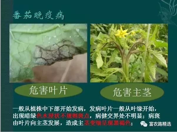 高温,高湿的8月,注意防治蔬菜疫病