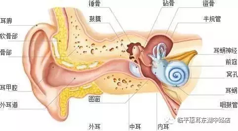 耳朵里面有个"蜗牛壳"有什么用呢?