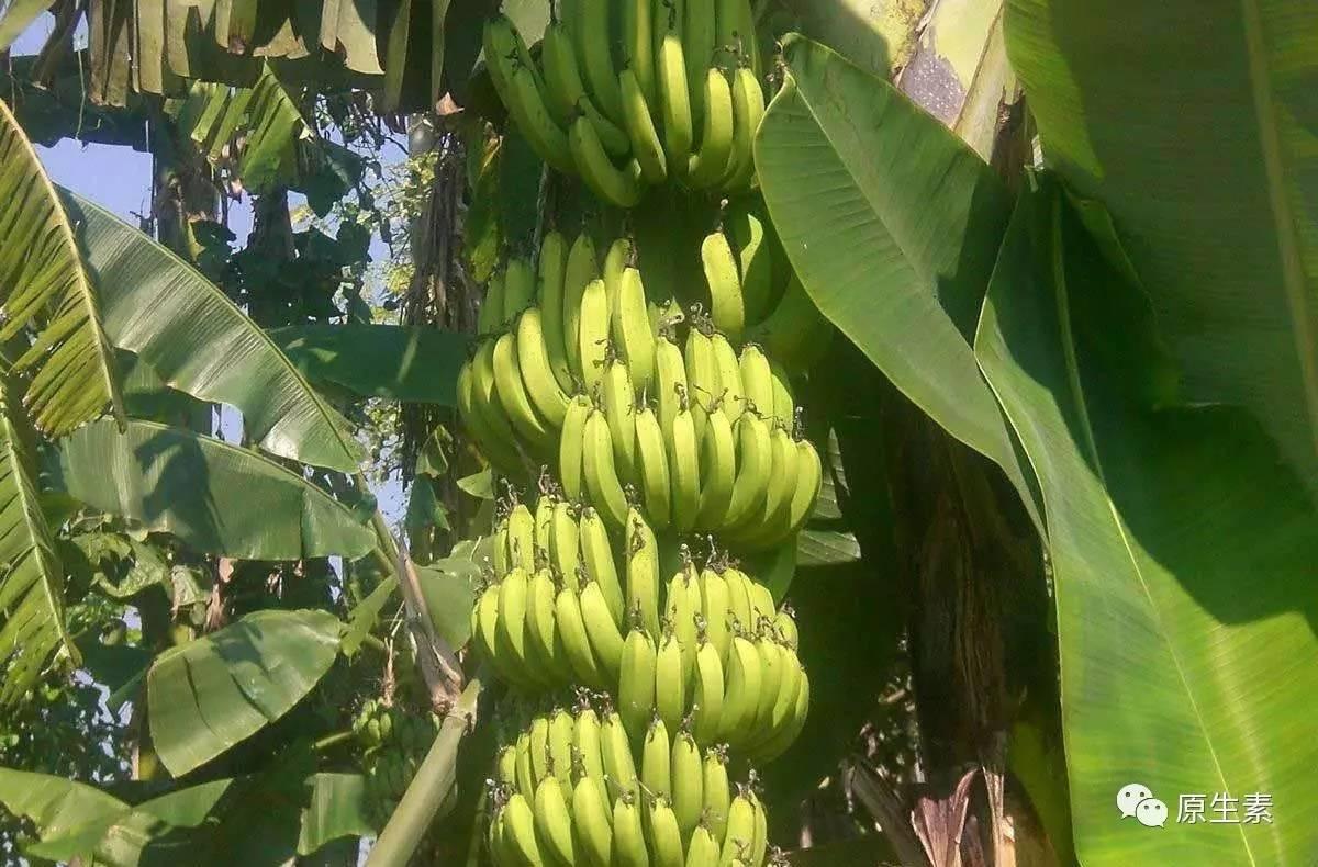 他只吃纯素和生的食物,每周吃掉150根香蕉,结果.