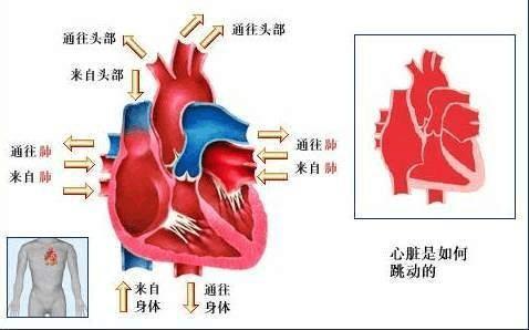 脑血栓的原理_知识│脑梗死 脑血栓及脑出血的区别