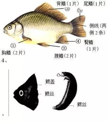 ③掀鱼鳃:新鲜鱼的鱼鳃是鲜红色的,若鱼鳃已经发白,有许多黏液,说明鱼