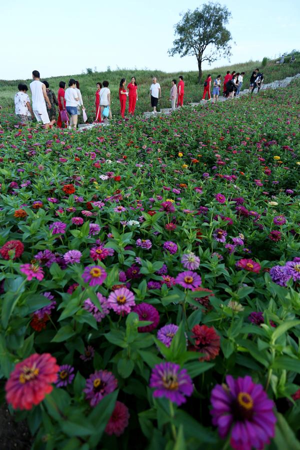 8月15日,游人在陕西汉中洋县龙山观花点赏花拍照.