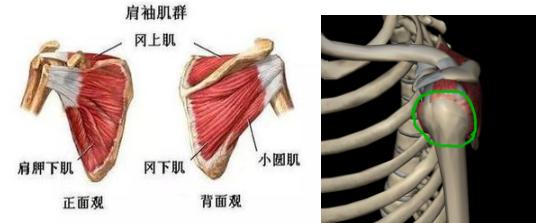 肱骨头的前方为肩胛下肌腱 ,上方为冈上肌腱,后方为冈下肌腱和小圆