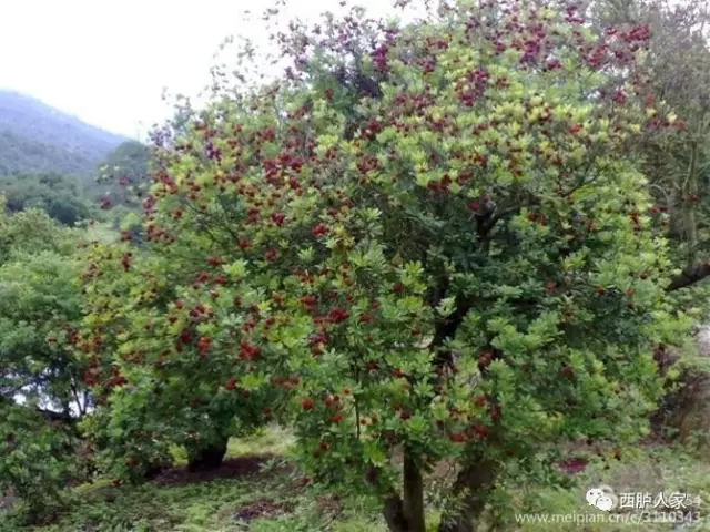 乌酥杨梅原产于西胪镇内輋村,是杨梅中的一个名优特珍稀品种.