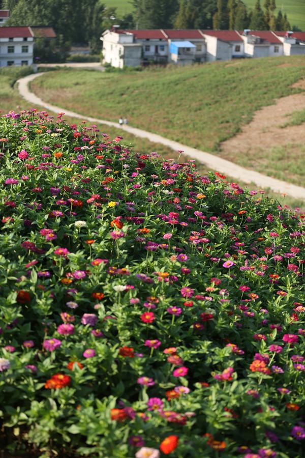 8月15日,游人在陕西汉中洋县龙山观花点赏花.