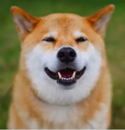 这只日本柴犬笑起来真是萌爆了.