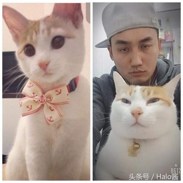 喵大18变,女猫小时候萌萌哒长大咋变化这么大咧?