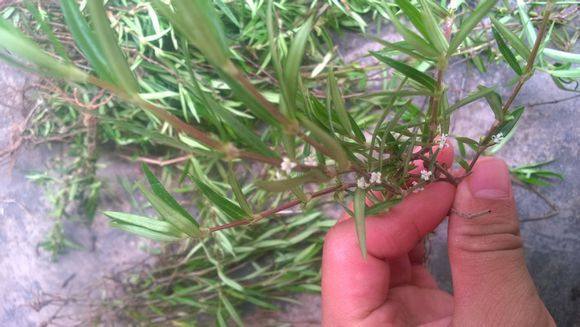 白花蛇舌草是"抗癌圣药" 白花蛇舌草是一种很常见的中草药,平时也可