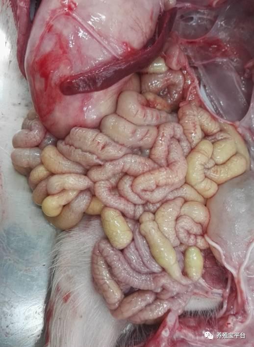 44家种猪场ped调查:2017年猪腹泻疫情流行特点