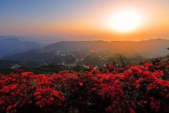 其实,丹寨龙泉山的杜鹃每到春天,漫山遍野的花儿也开得娇艳动人