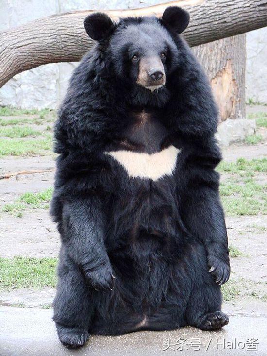 这是蝙蝠侠最新的黑熊装吗…?