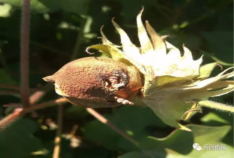 4,棉花枯黄萎病