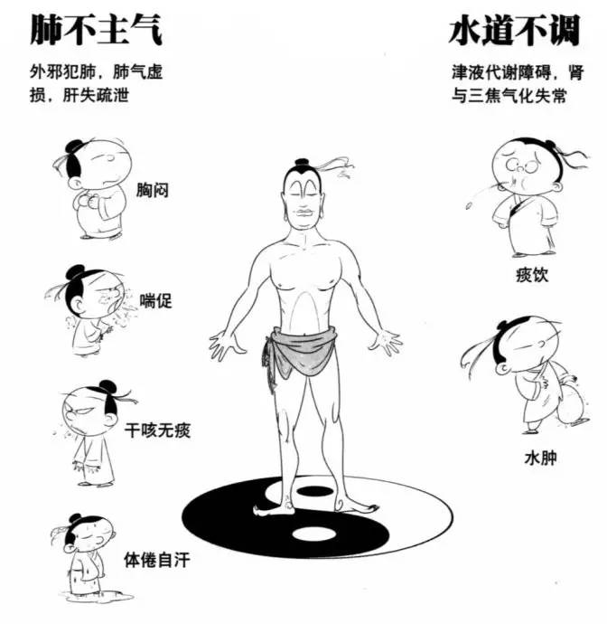 中医五脏之肺相傅之官